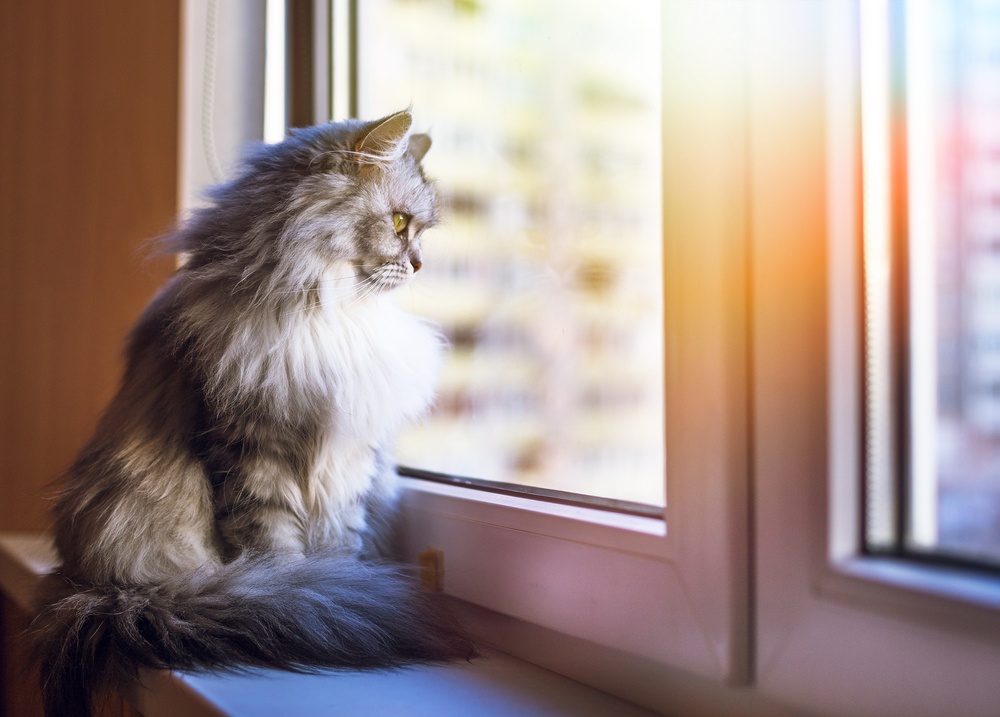 cat watching through the window
