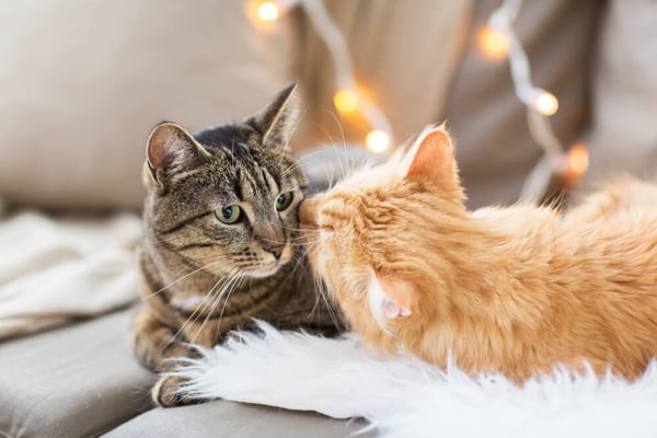 ginger cat lick other cat's face