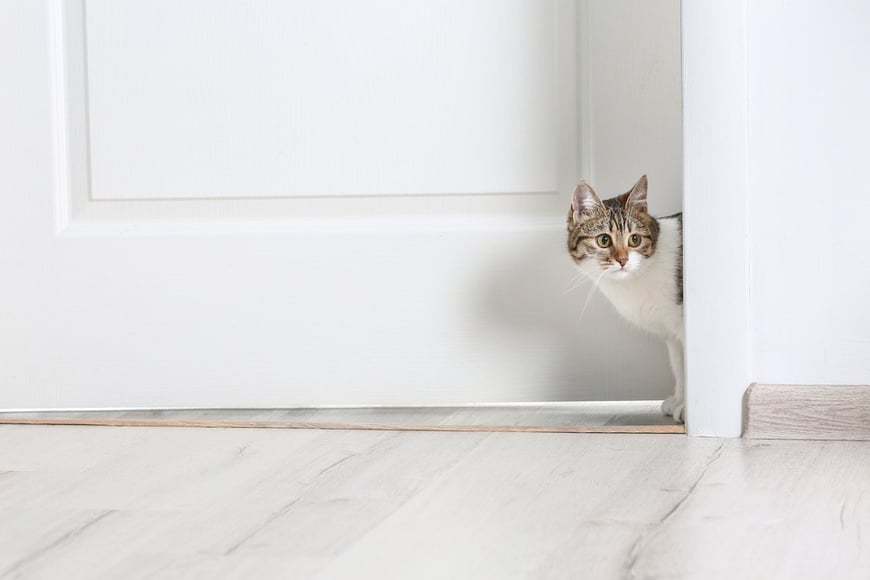 cat hiding on the step of the door