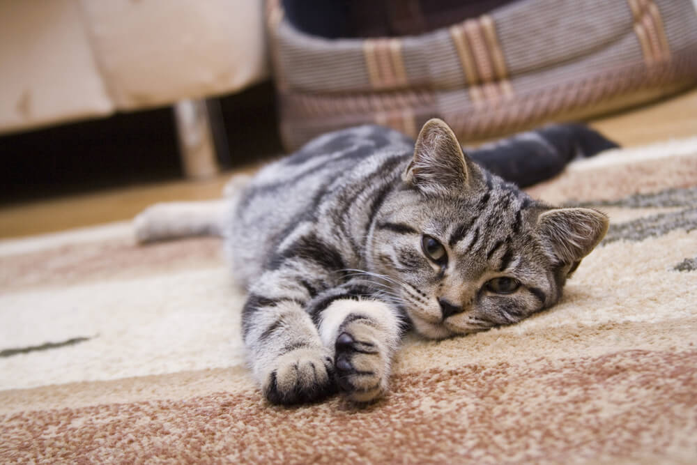 cat lying down and stretching on a rug