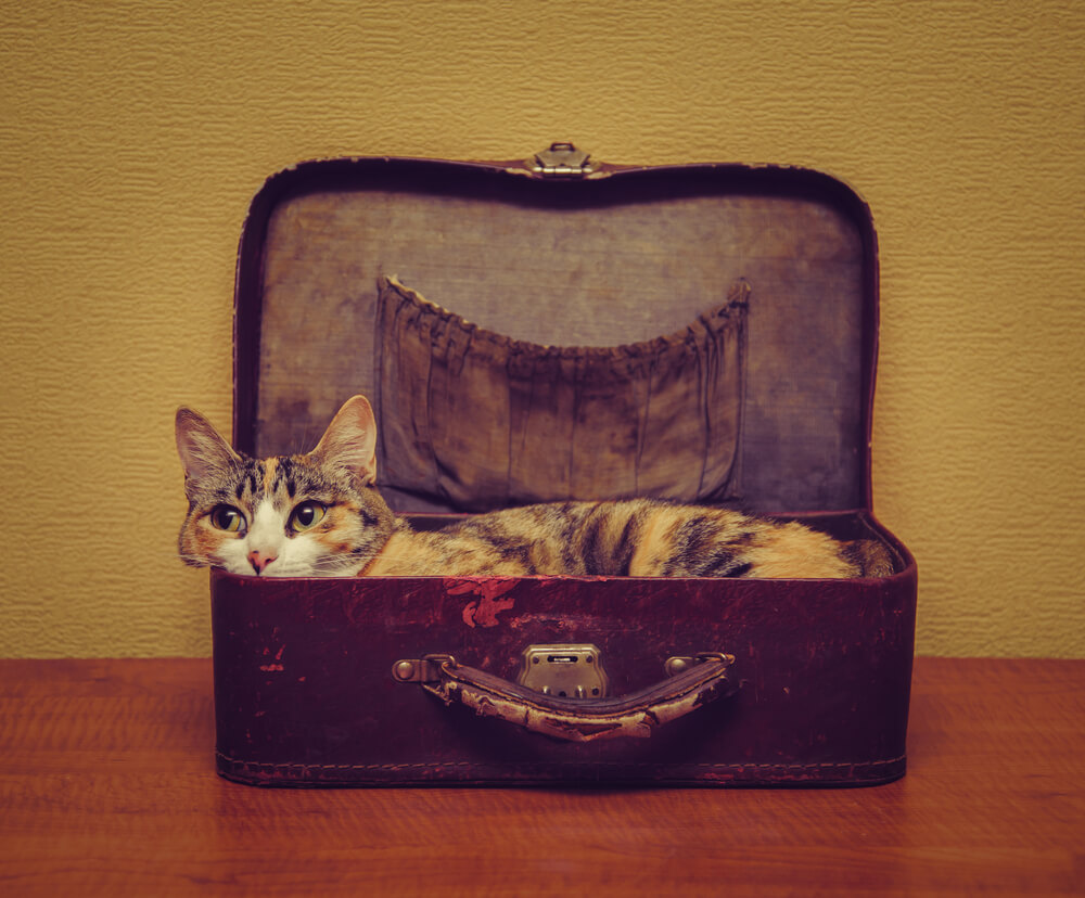 cat in a suitcase ready to go on holiday