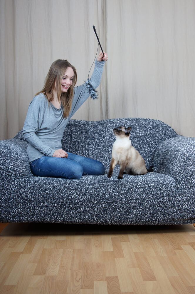 cat sat on sofa with woman holding cat toy