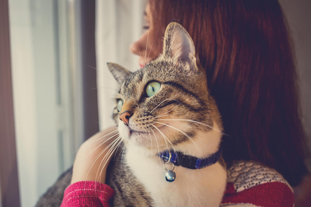 cat with blue collar being held by woman