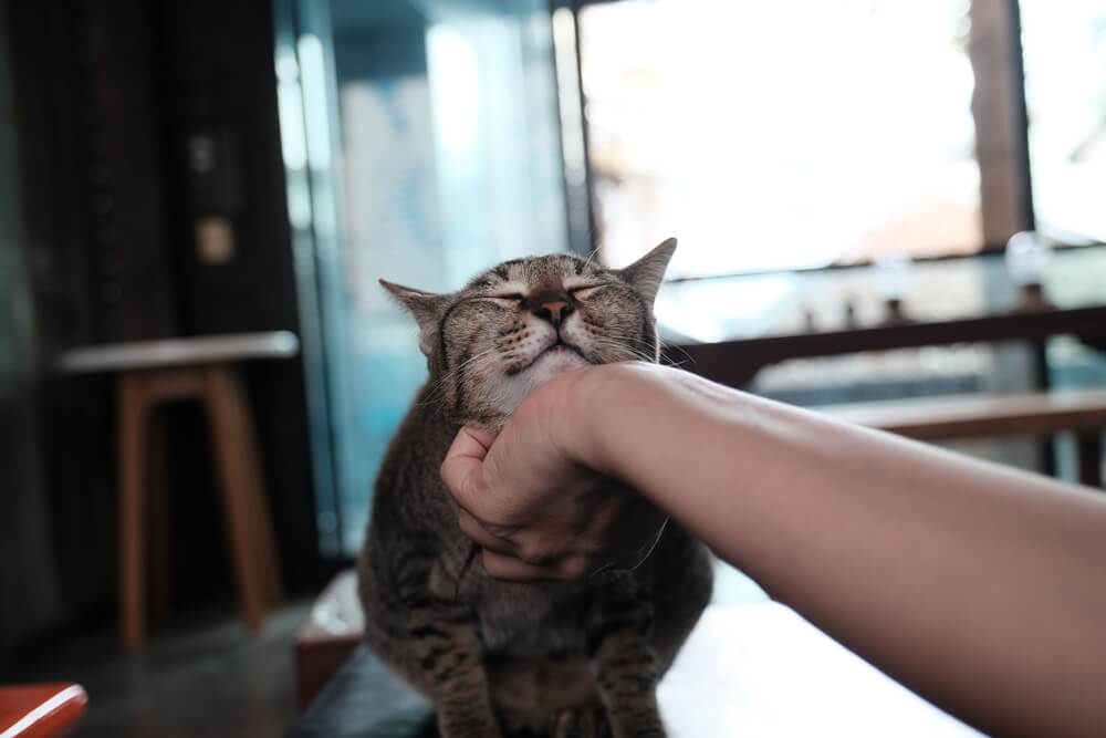 cat enjoying chin rub from owner