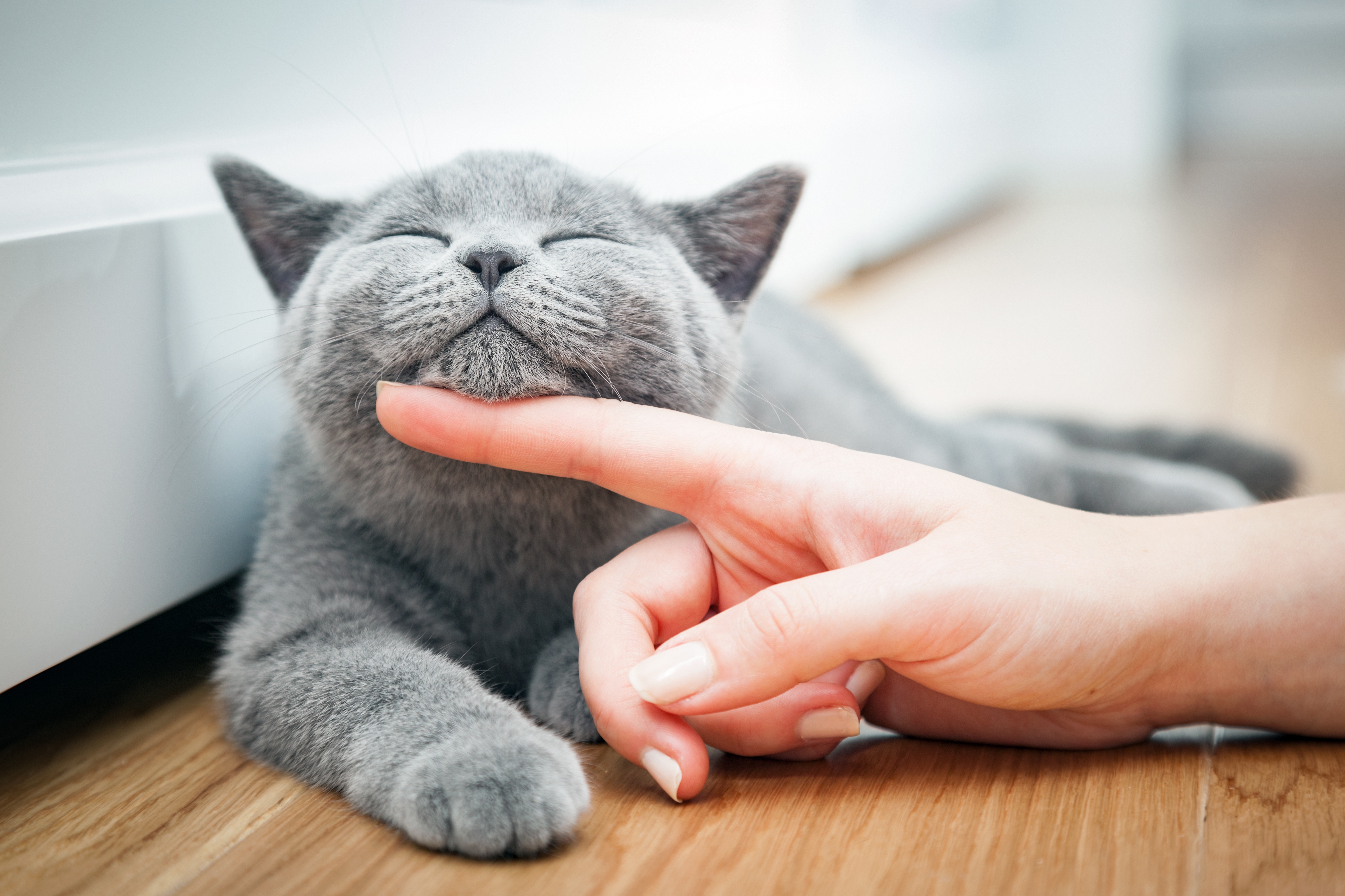 Cat chin being rubbed