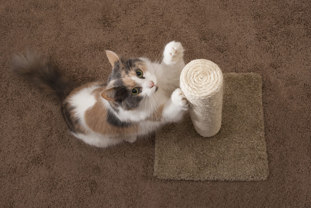 cat stretching and scratching the scraching post