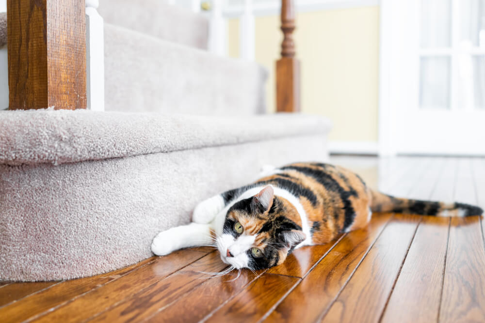 cat sractching the rug in the stairs