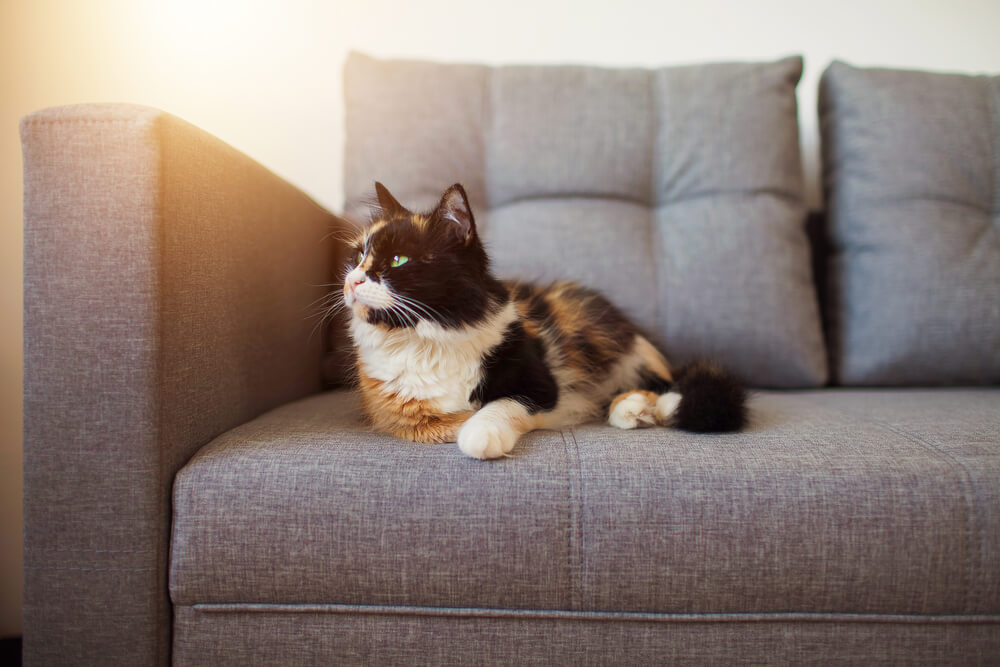 Cat lying calmly on a grey sofa