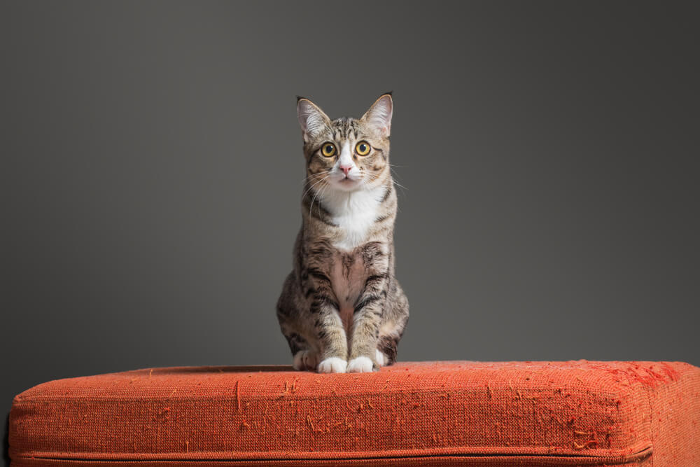 Cat sitting on a scratched sofa