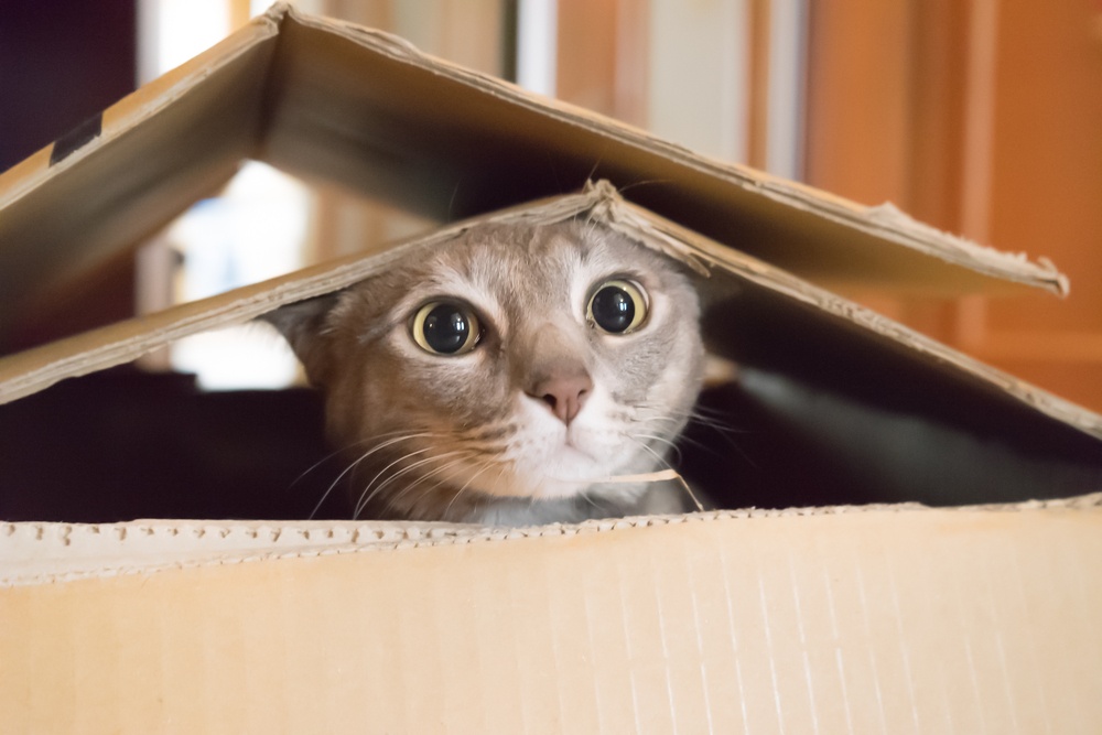 cat scared of fireworks hiding in a cardboard box