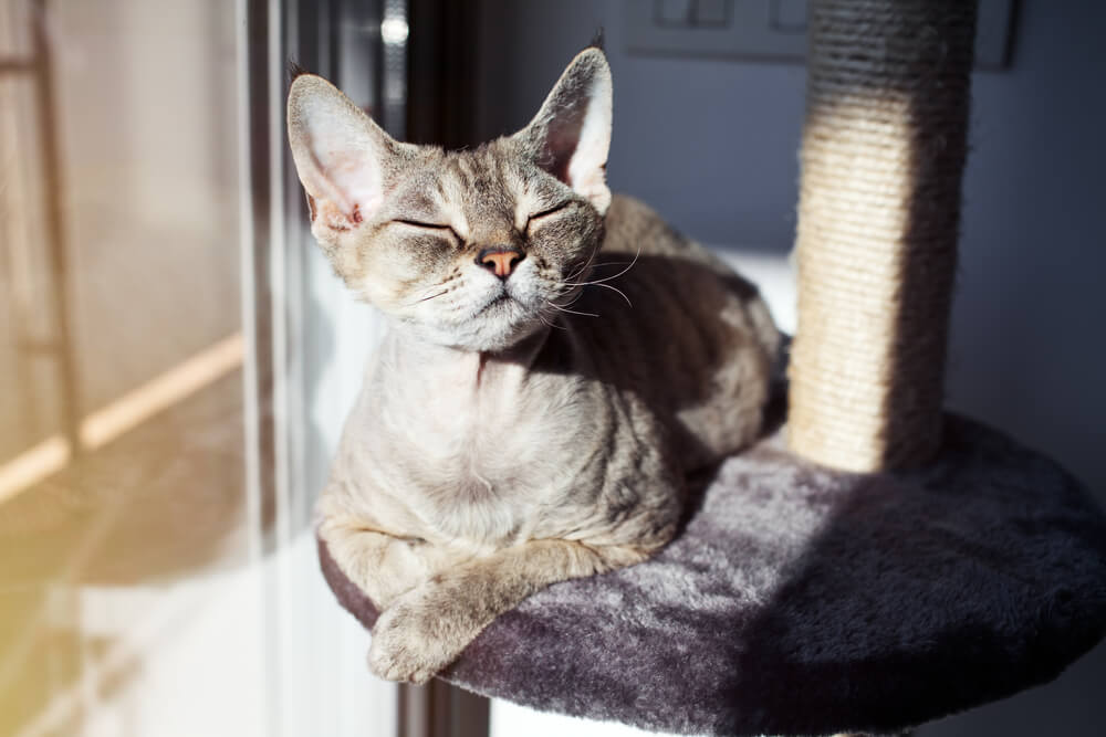 Calm cat enjoying the sun for the cat tree