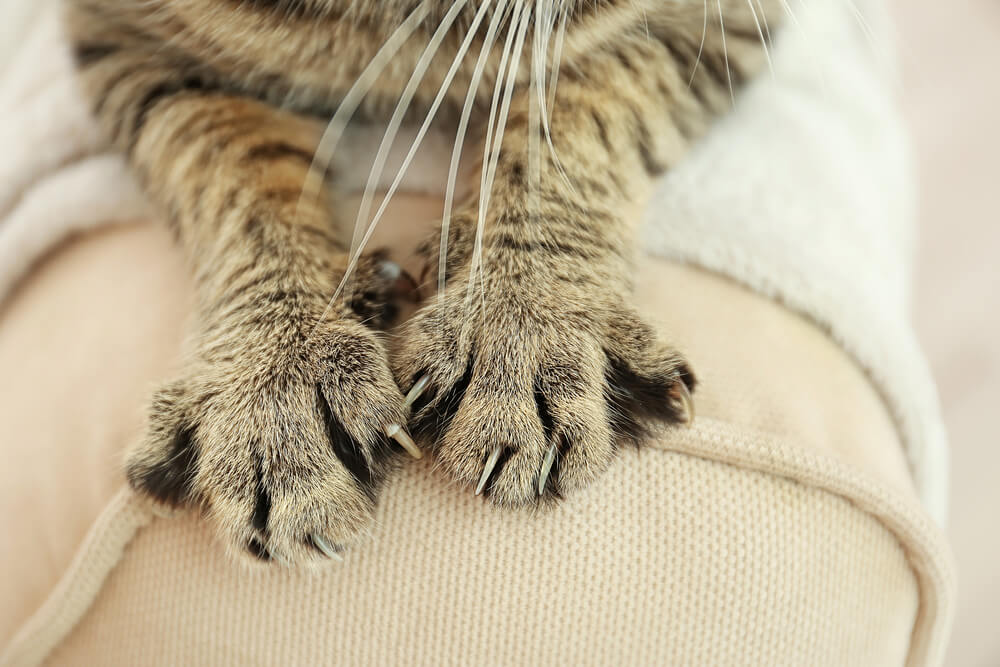 Focus on cat paws scratching a sofa