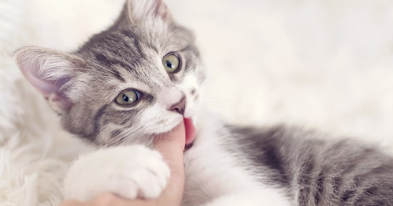 Ways to stop a kitten from biting and scratching_2