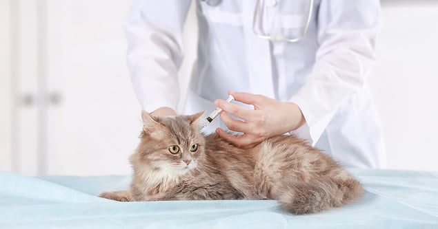 What Age Should Your Kitten Be At Their First Vaccination_1-1