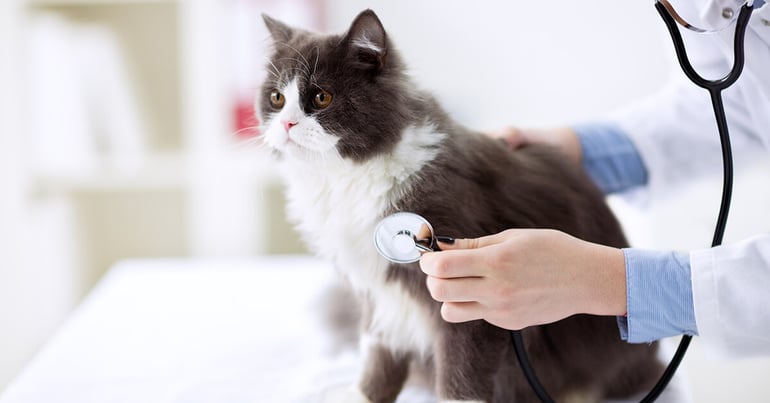 What Vaccinations Does Your Kitty Need, and When_2