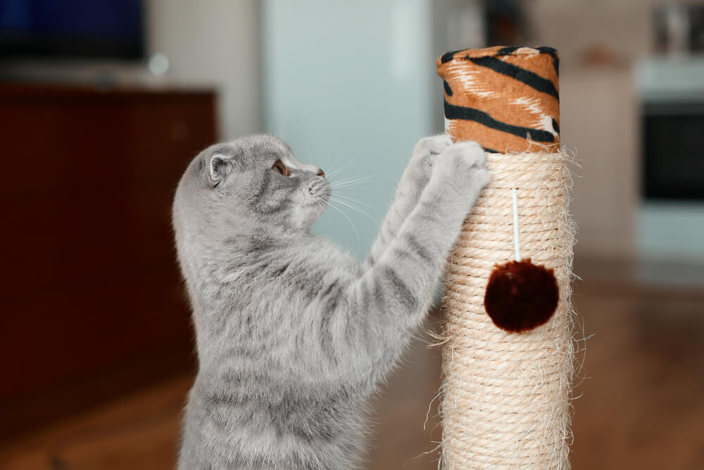 Cat stretching on a scratching post