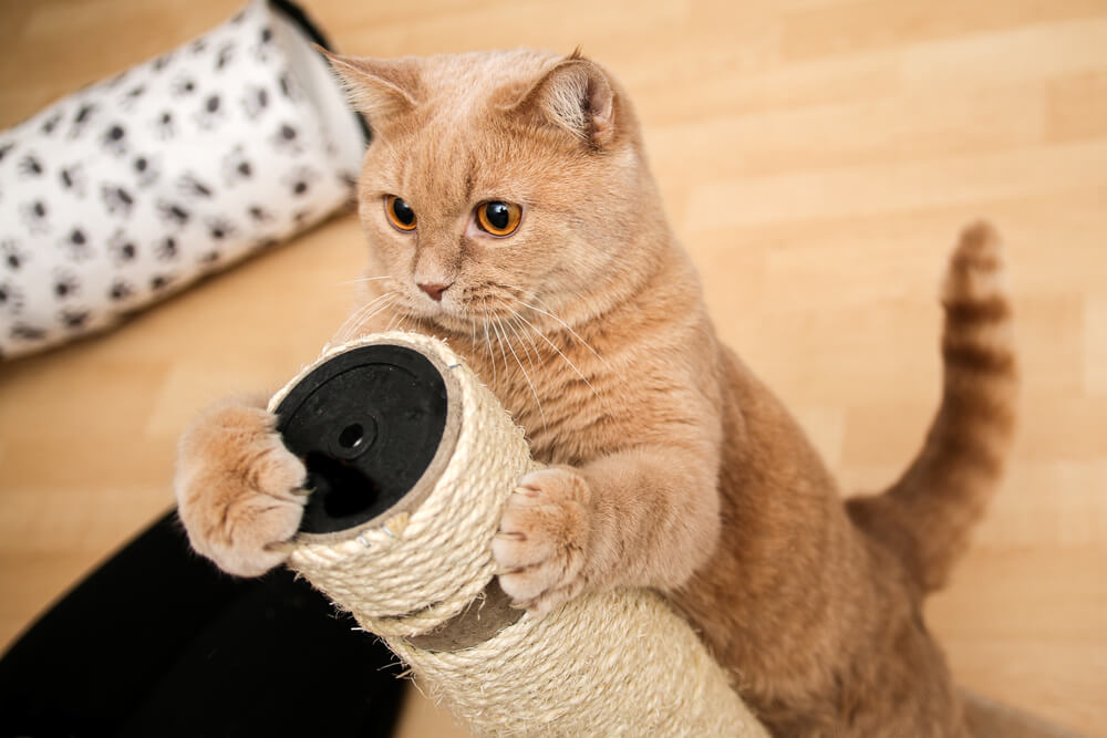 Cat trimming its claws on a scratching post