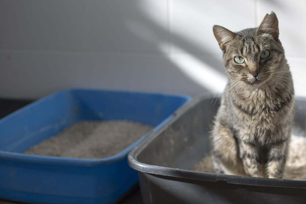 X Reasons Why Your Cat Might Be Urinating in the House_3