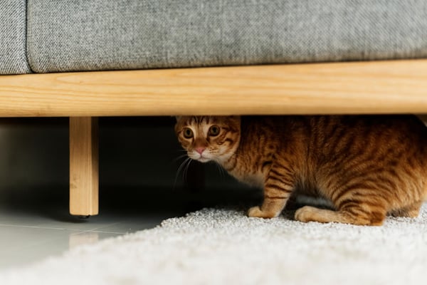 ginger cat hiding under the couch