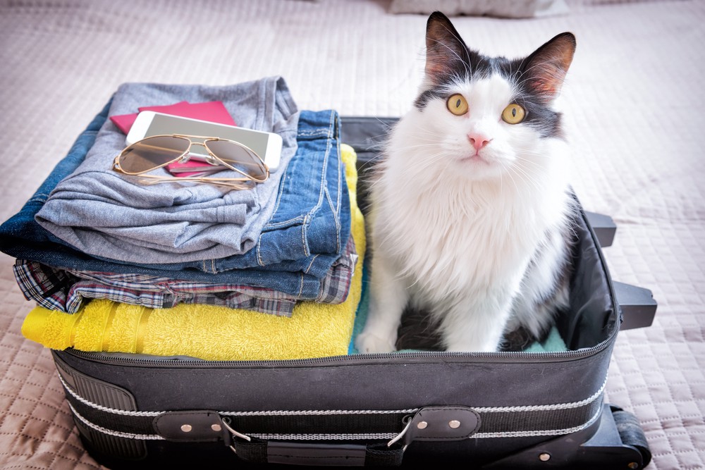 fluffy cat in a suitcase