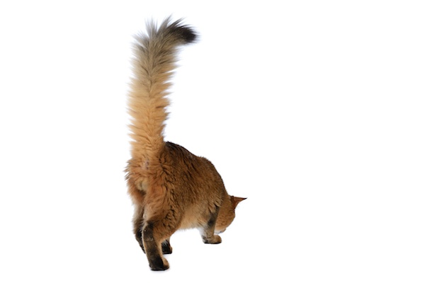 Happy-cat-tail-up.jpg