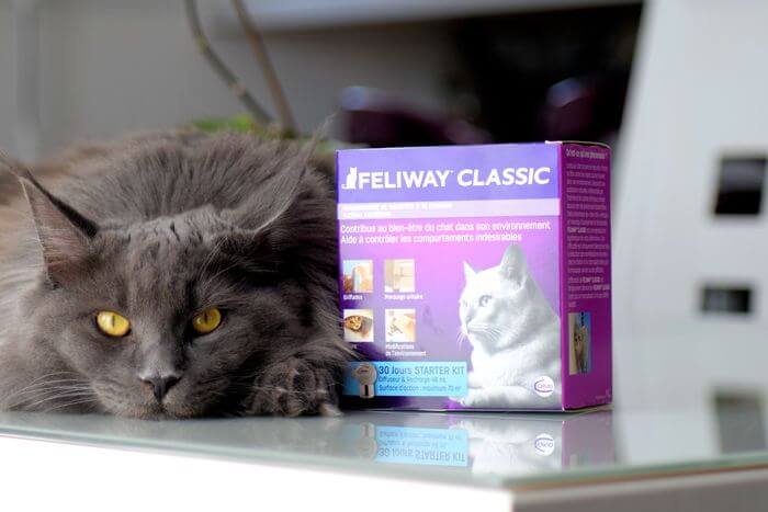 cat laying by a FELIWAY CLASSIC Diffuser box