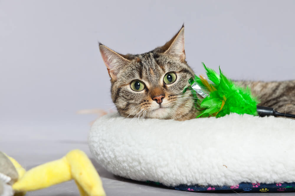 cat lays in the bed surrounded by toys