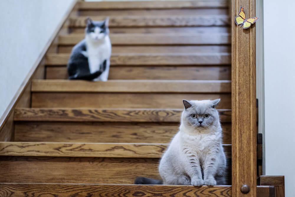 cats guarding stairs