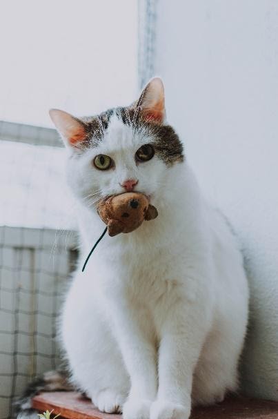 Cat with toy mousePhoto by fotografierende from Pexels