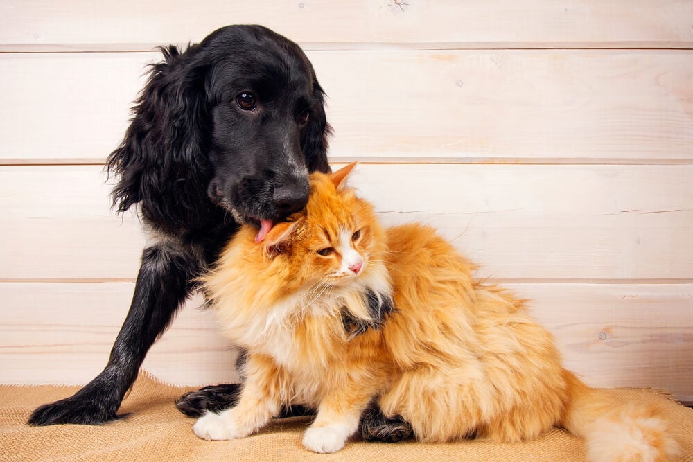 dog grooms a ginger cat