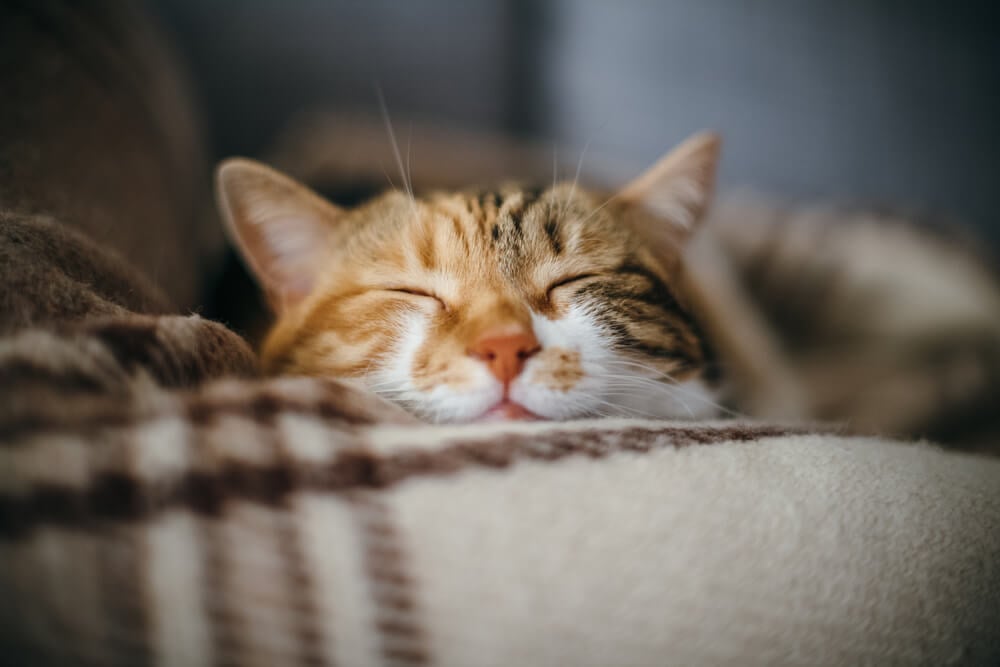 relaxed cat sleeps on a warm blanket