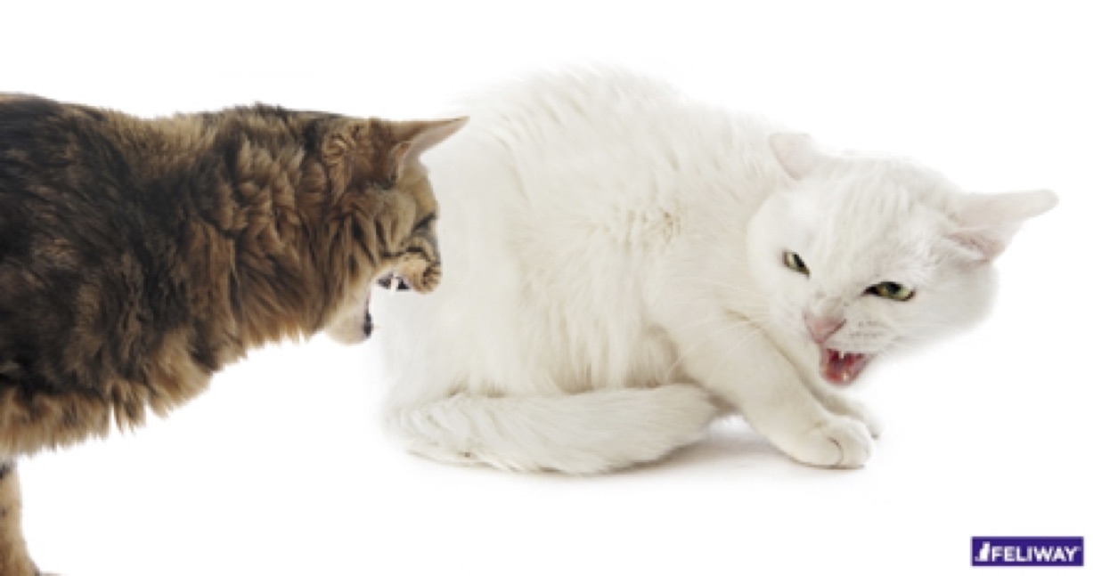 bad neighbours - cat fight blog article cats hissing