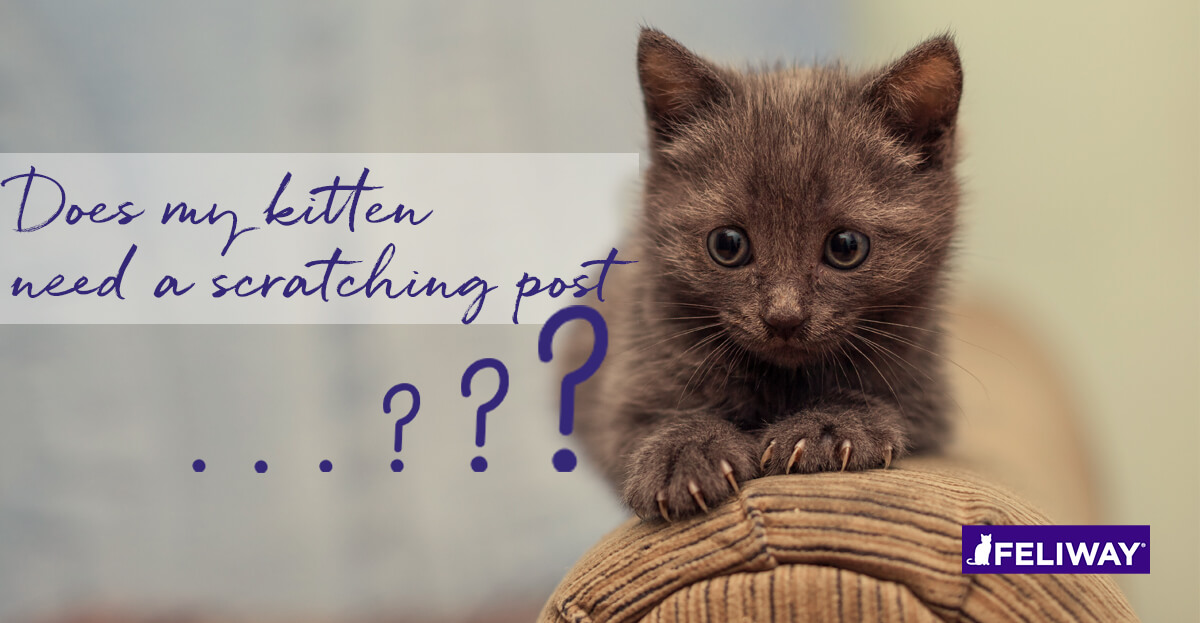 Post Kitten Does My Kitten Need a Scratching Post?